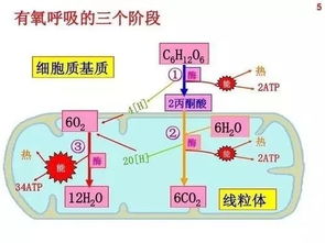 聚焦丨2019年物理 生理學(xué)諾貝爾獎(jiǎng)項(xiàng)公布,涉及高考相關(guān)知識(shí)點(diǎn)